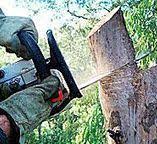 Best Firewood Processing and Delivery  in Springdale, NJ