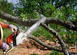 Best Pest Control for Lawns  in Springdale, NJ