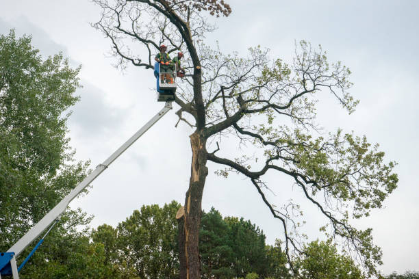 Best Firewood Processing and Delivery  in Springdale, NJ