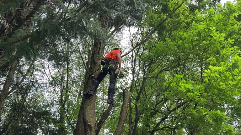 Best Lot and Land Clearing  in Springdale, NJ