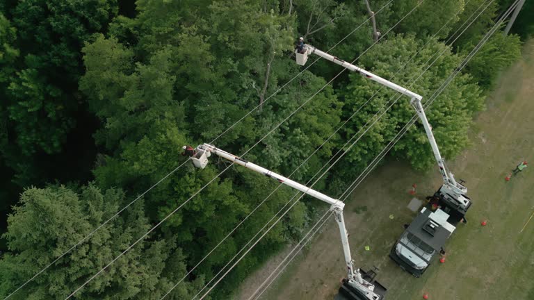 Best Tree Cabling and Bracing  in Springdale, NJ