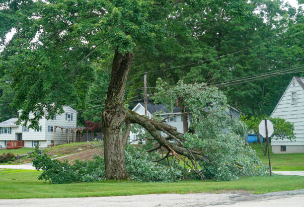 Best Tree Risk Assessment  in Springdale, NJ