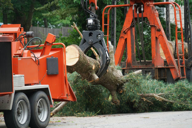 Best Palm Tree Trimming  in Springdale, NJ
