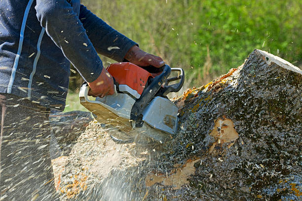 Best Hazardous Tree Removal  in Springdale, NJ
