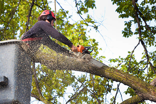 Best Lawn Watering Services  in Springdale, NJ