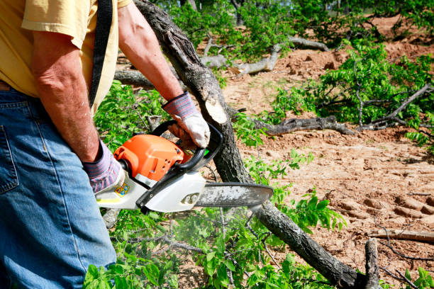  Springdale, NJ Tree Removal Pros