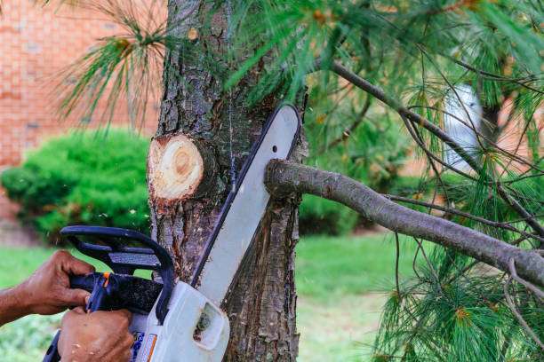 Best Stump Grinding and Removal  in Springdale, NJ